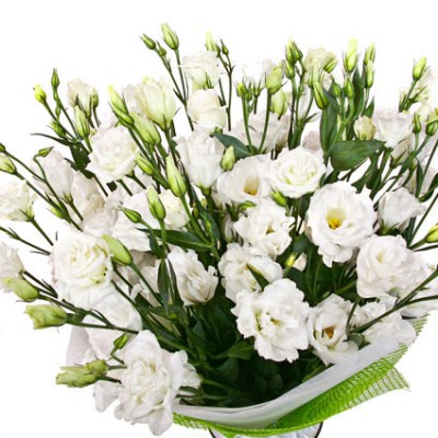 ziedi-baltas-lizantes